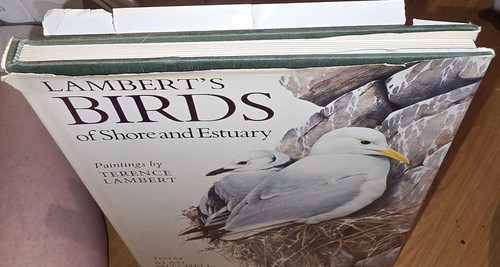 Lamberts birds shore and - birds,