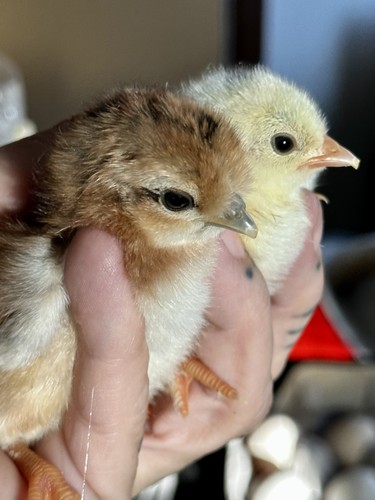 Bantam cochin hatching - 6+,