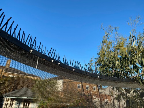 Trampoline bird spikes - bird,