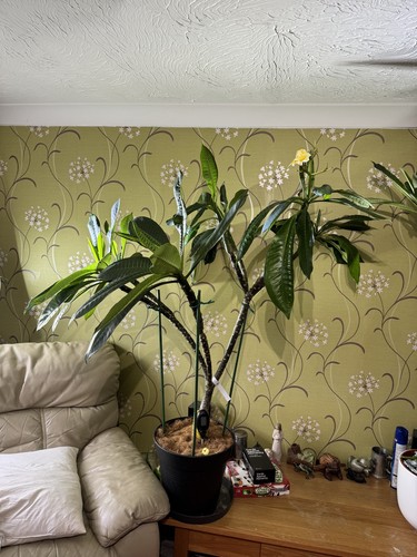 Large plumeria plants for - x-large,