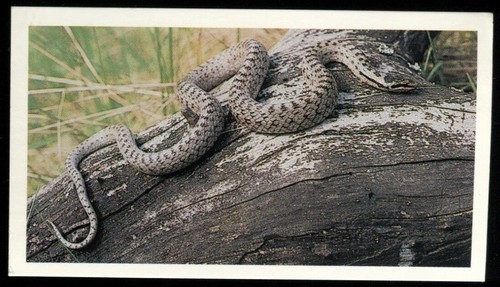 Tobacco card doncella - card,,