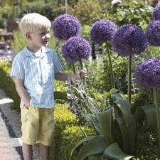 3 x Giant ALLIUM GLOBEMASTER -