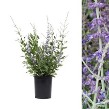 Perovskia Rocketman in 9cm