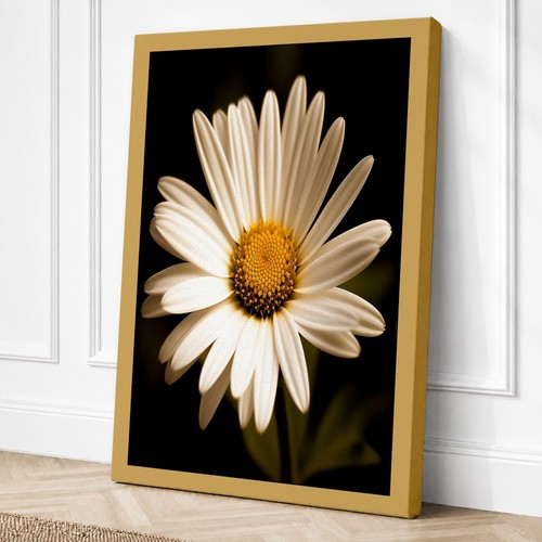 Daisy study botanical canvas - daisy,
