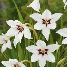 Acidanthera peacock - 60,