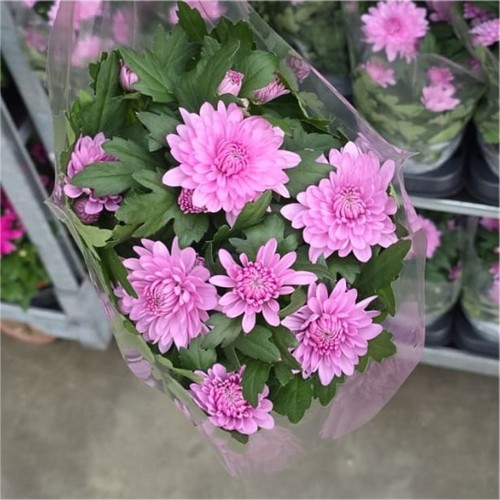 Colourful garden mum - garden,