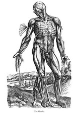 ML30 Vintage Medical Anatomy Illustration Muscles Front Vesalius Poster A2/A3/A4