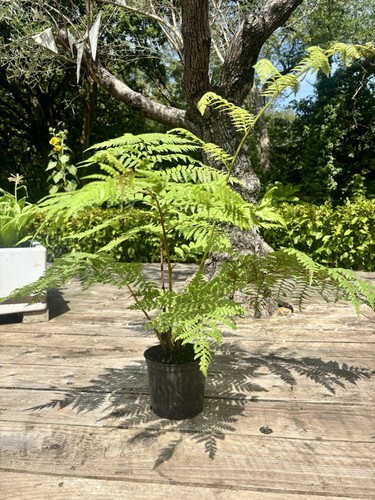 Cyathea medullaris black - medullaris, (black