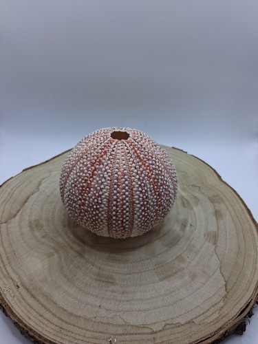 Natural sea urchin - natural, shell