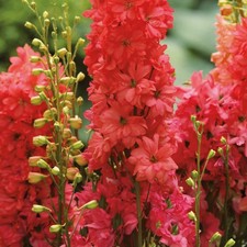 Delphinium Red Lark Hardy