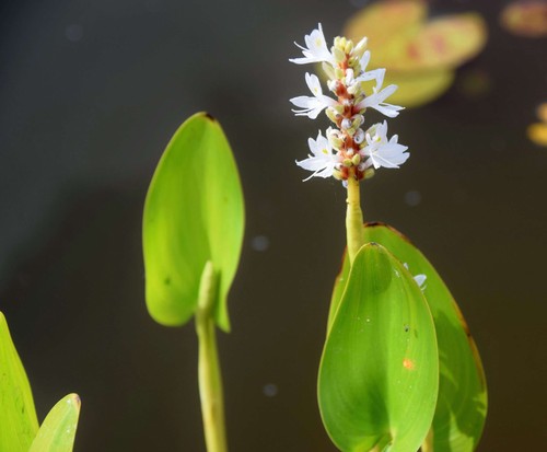 Pontederia cordata alba - pontederia, 'alba'