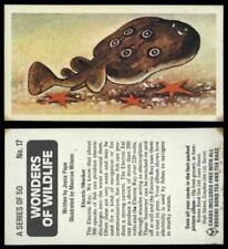 Electric Shocker #17 Wonders Of Wildlife 1976 Brooke Bond Card