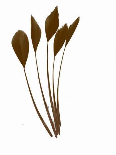 Long fascinators feathers - fascinators,
