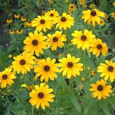 RUDBECKIA HIRTA BLACK EYED SUSAN - 2000 FINEST SEEDS