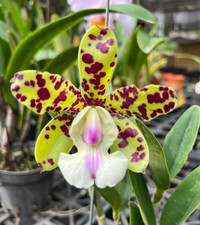 Cattleya YNS Green Leopard