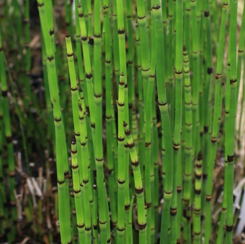 Equisetum camtschatcense