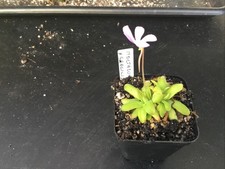 Pinguicula Moctezumae x