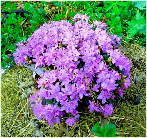 Litre dwarf rhododendron - litre,