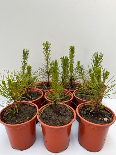 Scots pine trees - pine, 🌲