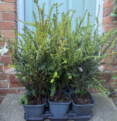 Yew taxus baccata david - yew/taxus,