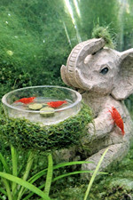 Shrimp Feeding Dish - Live