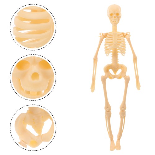 Unisex human torso model - human,