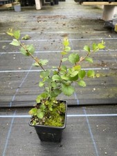 Dwarf Birch Tree - Betula nana