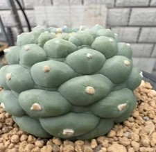 7.1CM  Caci Boutique Own Root