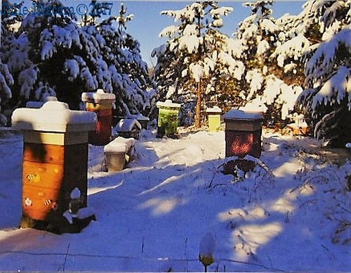 Apiary winter new - -,