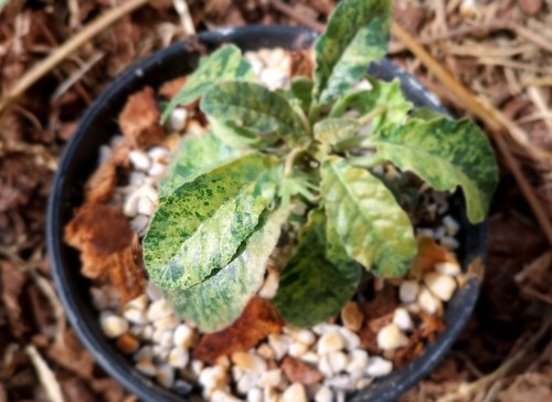 Dorstenia variegated hybrid