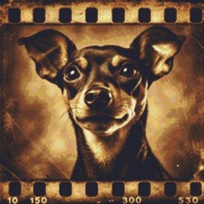 Miniature Pinscher Puppy Dog