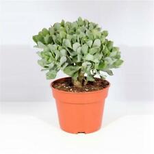 Crassula undilatifolia house