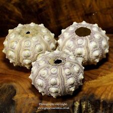 3 x Sea urchin Sputnik 5-7 cm