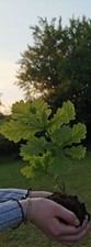 Organic Oak Tree Sapling. Free