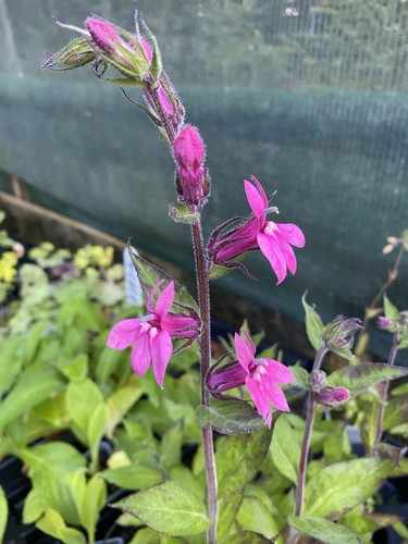 Lobelia speciosa pink - lobelia,