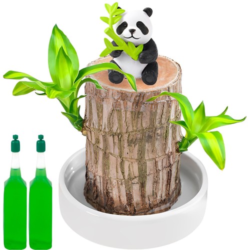 Brazilian wood plant - brazilian, bamboo