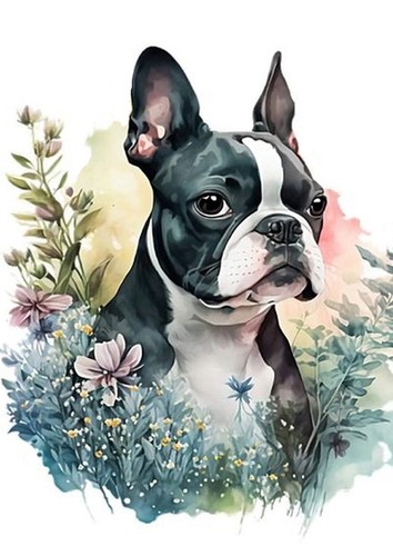 Boston terrier dog greeting - dog,