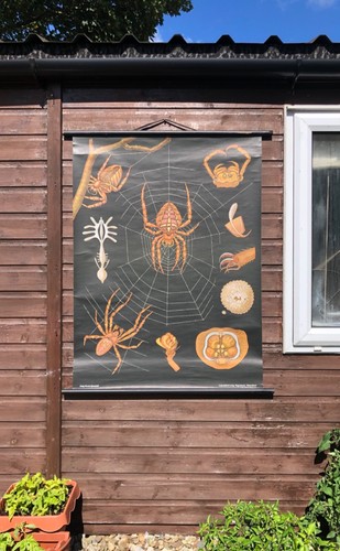 Vintage european garden spider - vintage,