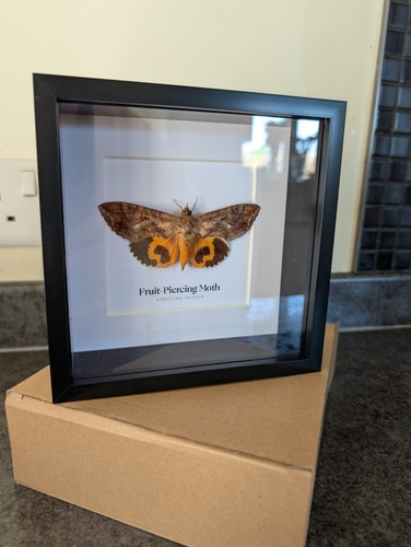 Taxidermy common - taxidermy,