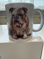 Beautiful English Bulldog