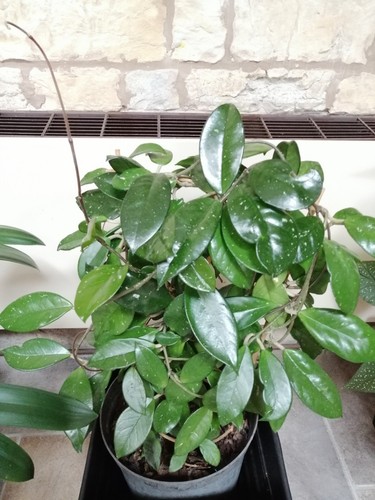Mature hoya carnosa also - mature,