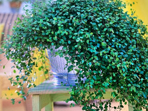 Muehlenbeckia plug plants - 6,