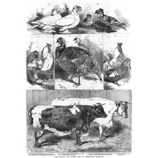 POULTRY/CATTLE Speckled