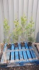 100 x Thuja Hedging Trees 2