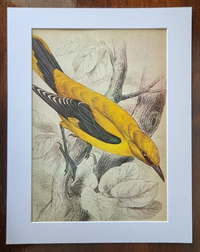 Antique mounted bird - mounted,