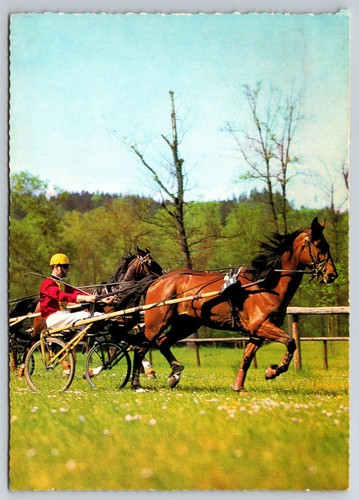 Sulky harness race german - sulky,