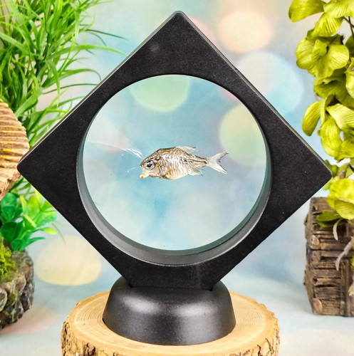 Baby piranha fish floating - fish,