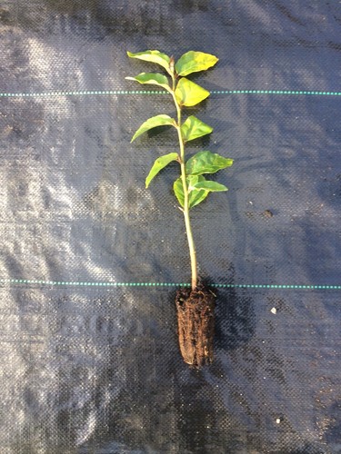 Hornbeam - , betulus)