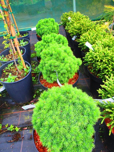8inch diameter evergreen - diameter,