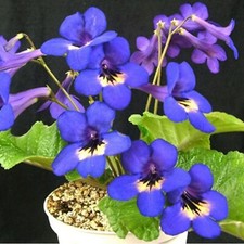 Streptocarpus Bristol's
